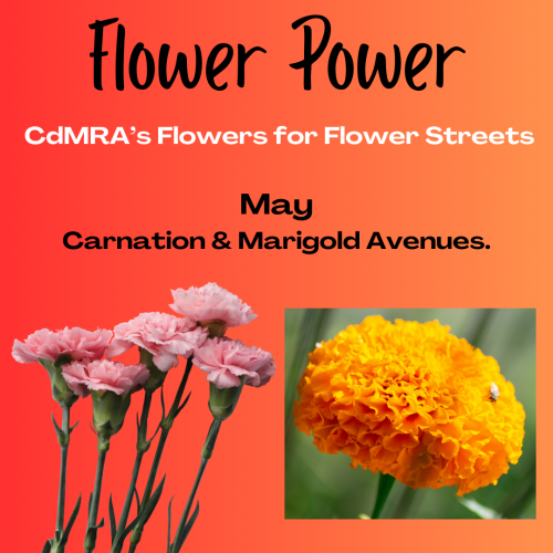 Flower Power Landing_Carnation-Marigold_2405