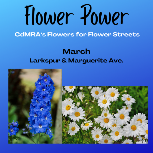 Flower Power Landing_Larkspur-Marguerite_2403